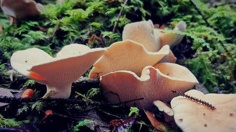 Wood Hedgehog Mushroom (Hydnum Repandum), Fresh & Edible - 250g