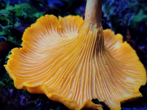 Yellow Chanterelle (Cantharellus Cibarius) , Fresh & Edible - 250g