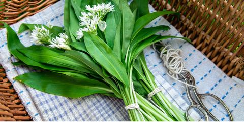 Wild Garlic (Allium Ursinum), Fresh & Edible - 100g