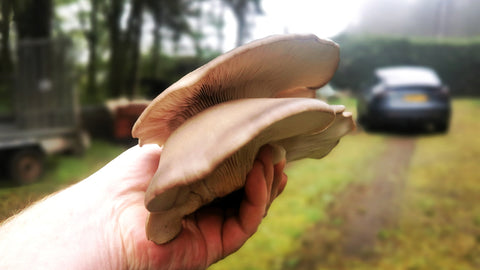 Winter Blue/Grey Oyster (Pleurotus Ostreatus)  , Fresh & Edible - 500g