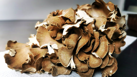 Hen Of The Woods ( Grifola Frondosa ) , Fresh & Edible - 500g