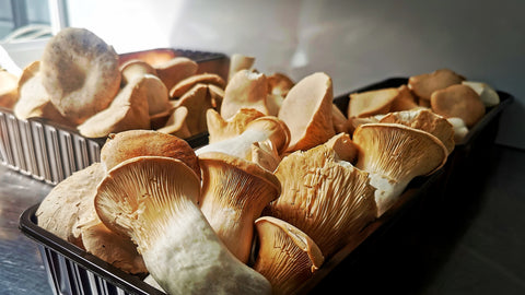 King Oyster (Pleurotus Eryngii) , Fresh & Edible - 500g