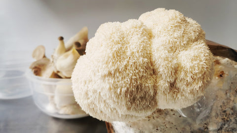 Lion's mane (Hericium Erinaceus)  , Fresh & Edible - 100g