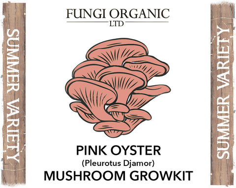 2kg Pink Oyster Mushroom Growkit