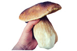 King Bolete Porcini (Boletus Edulis), Fresh & Edible - 500g