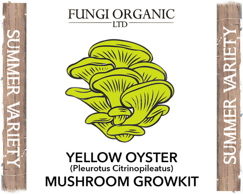 2kg Yellow Oyster Mushroom Growkit
