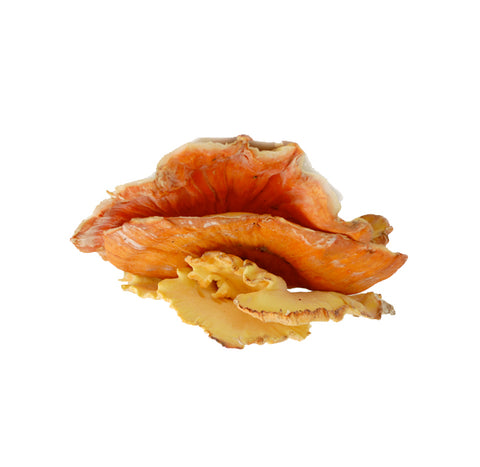 Chicken Of The Woods (Laetiporus Sulphureus)  , Fresh & Edible - 250g